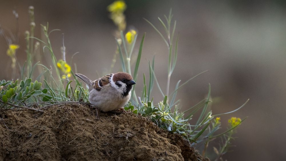 Photograph by Марат Кучкаев