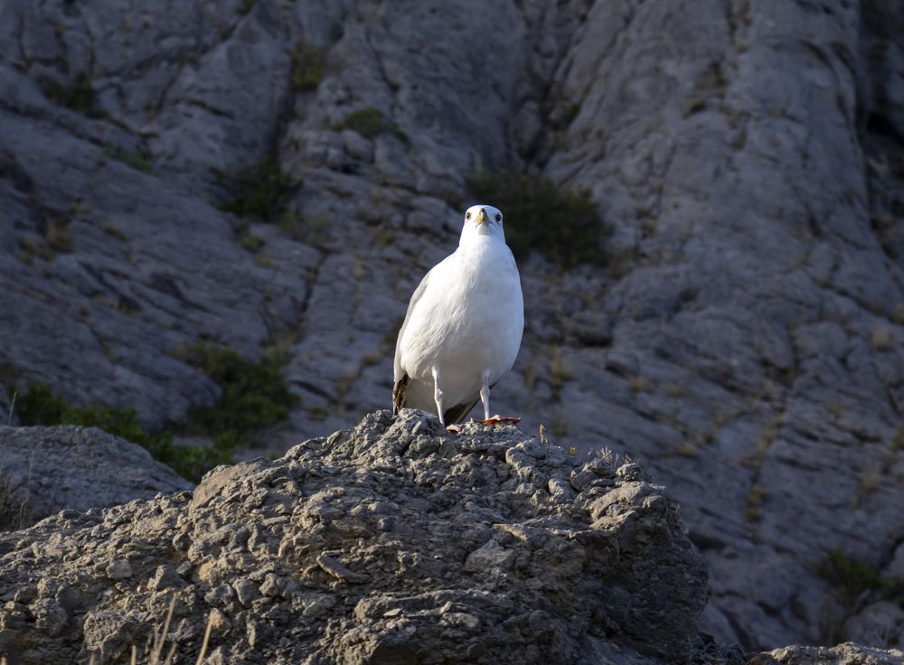 Photograph by Александр Голиков