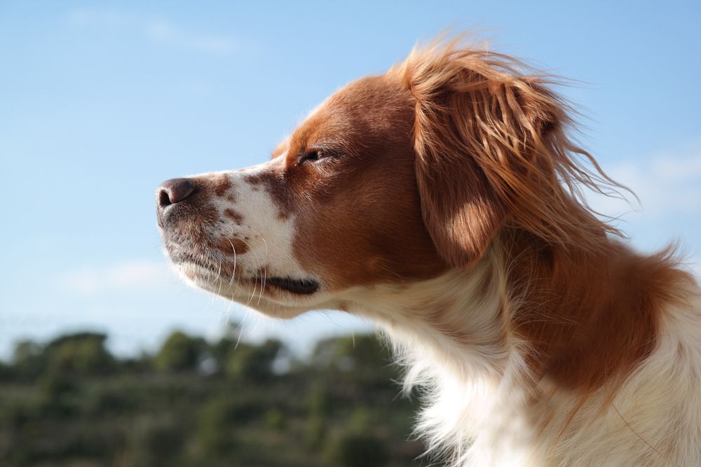 Jago - Spaniel Breton