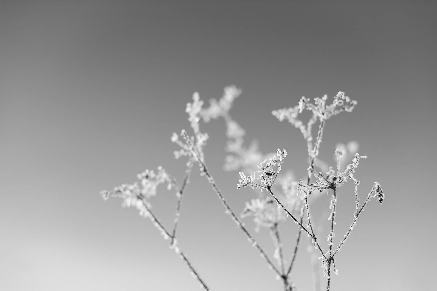 Шёпот зимы: кристаллическая симфония природы Шёпот зимы: кристаллическая симфония природы