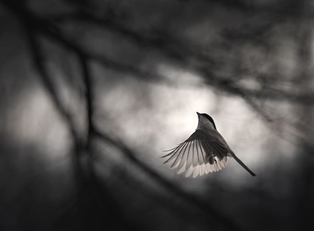 Photograph by Баранов Олег