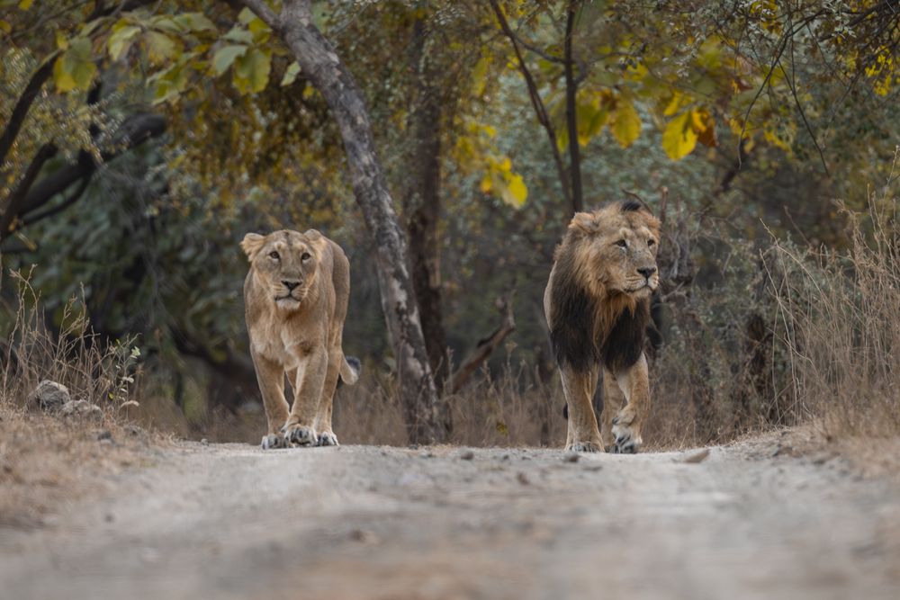 Lions mating