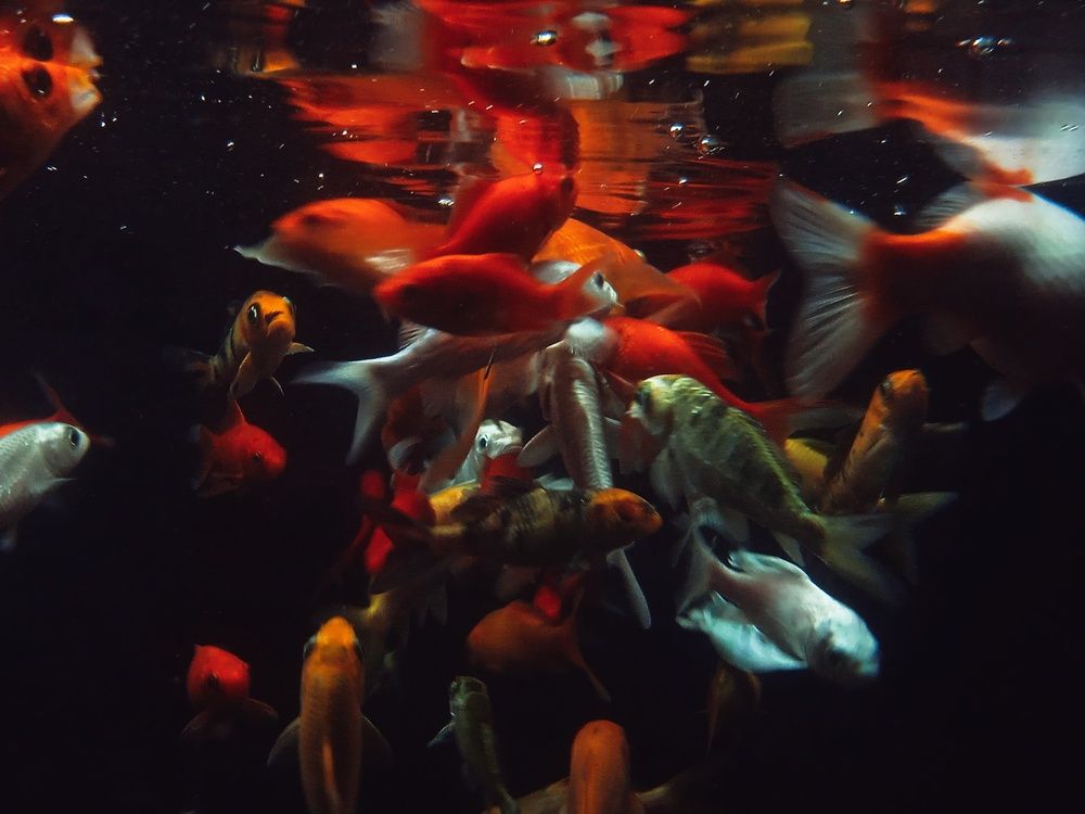Photograph by Mohammed Rifatul Alam Siam