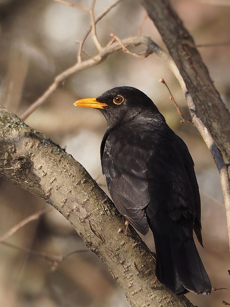 Photograph by Елена Синицына