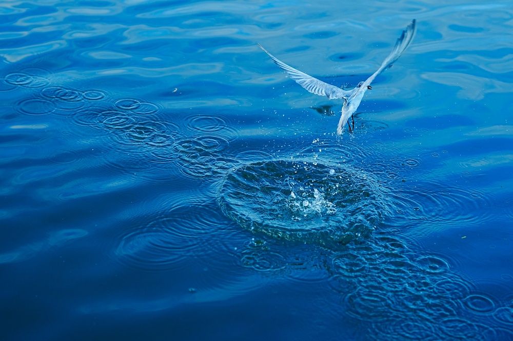 Photograph by Antony V D