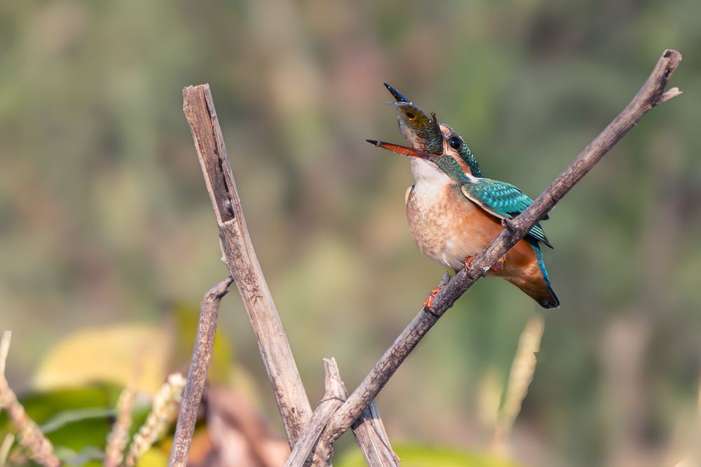 Common Kingfisher