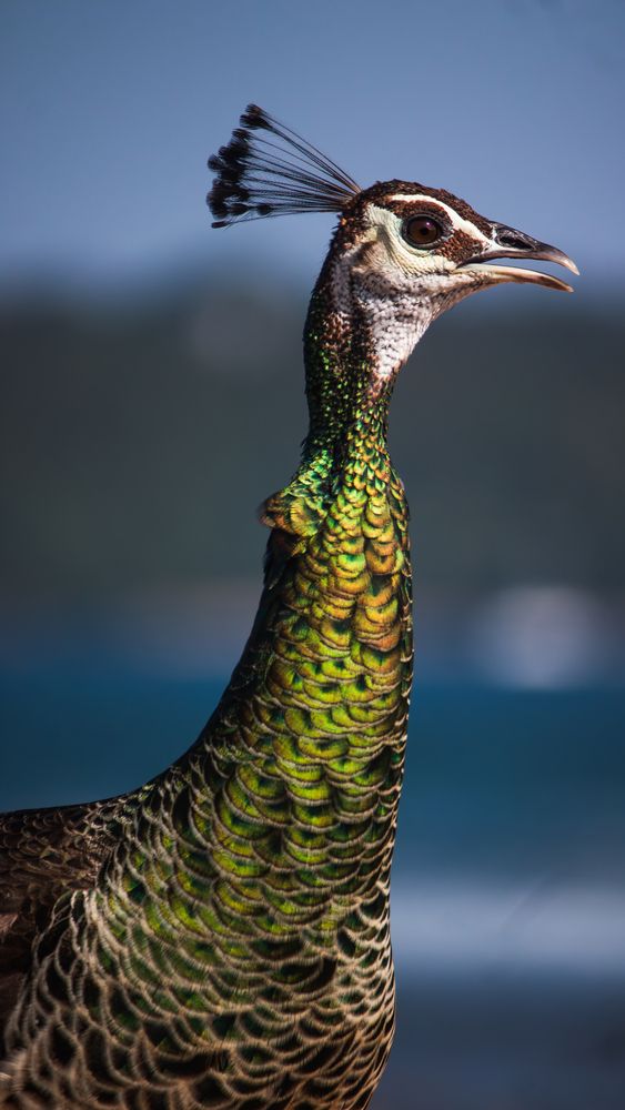 Фотография автора GOKUUL T