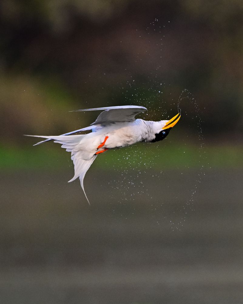 Photograph by Debashis Subudhi