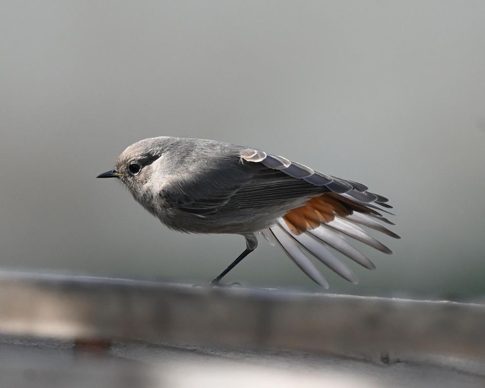 Photograph by ebrahim omar