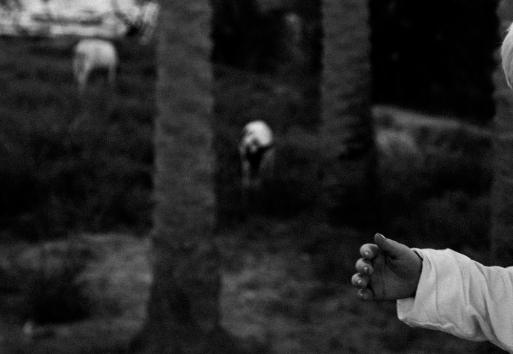 Photograph by alaa.alasadi