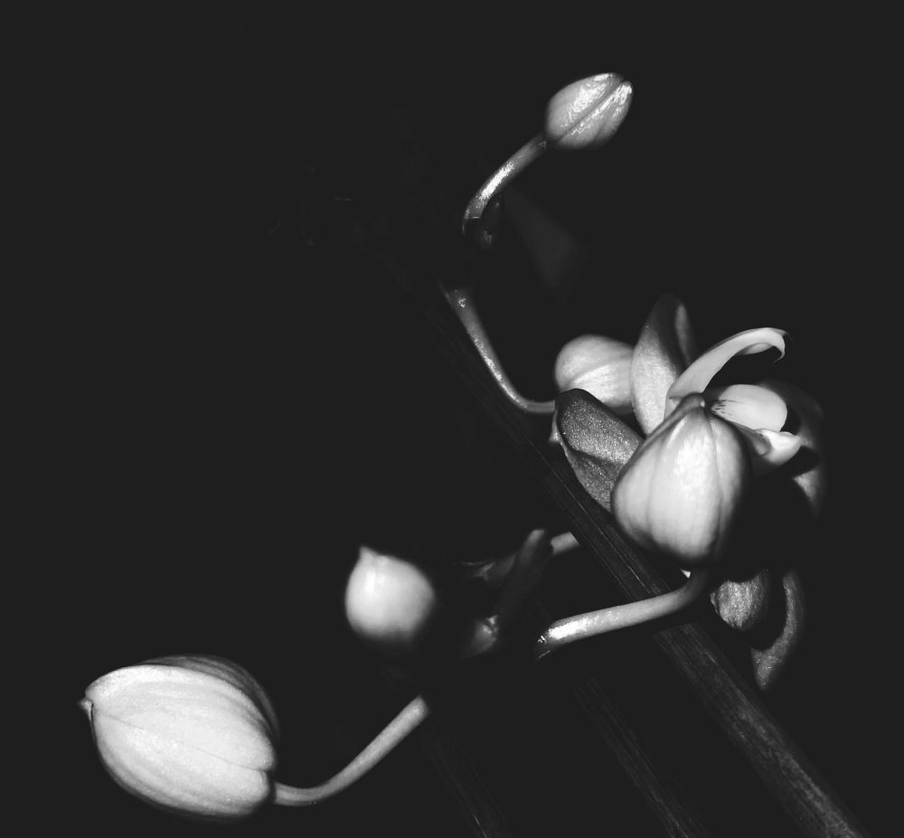 Photograph by Мария Капатурина