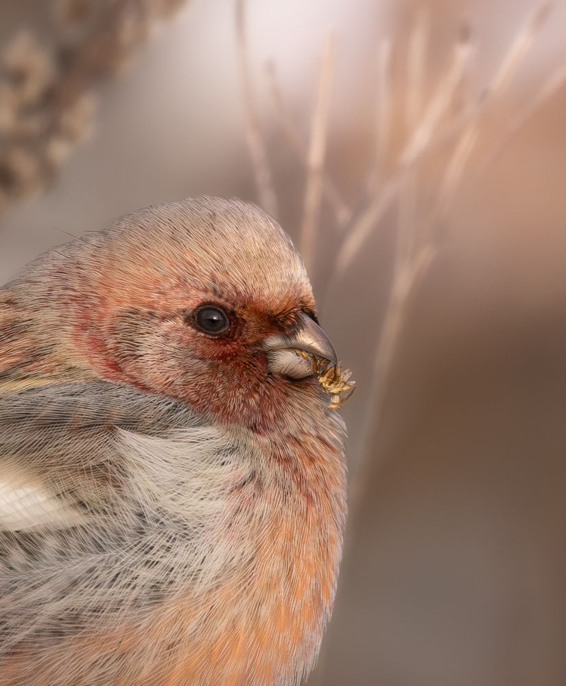 Урагус, Siberian long-tailed rosefinch