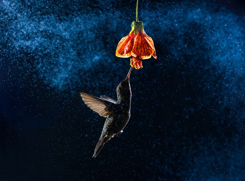 Photograph by Valdir Hobus