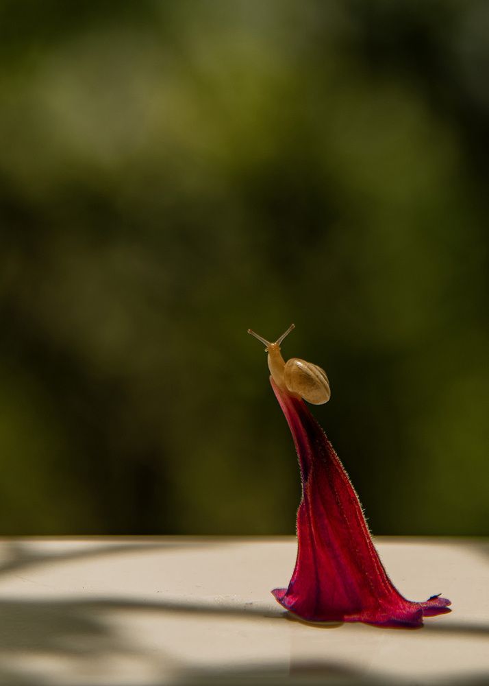 Photograph by shahla kalantary