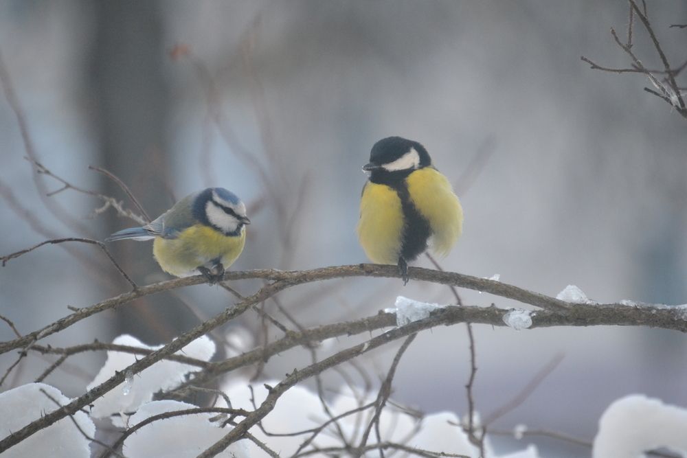 Photograph by Юлия Локалова