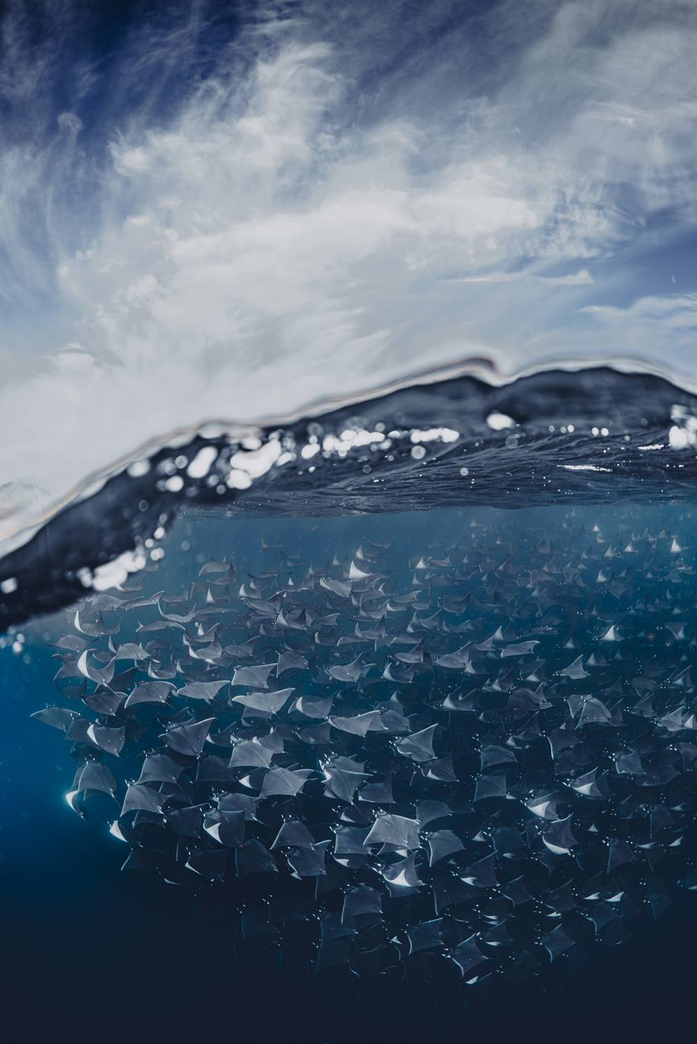Mobula Split