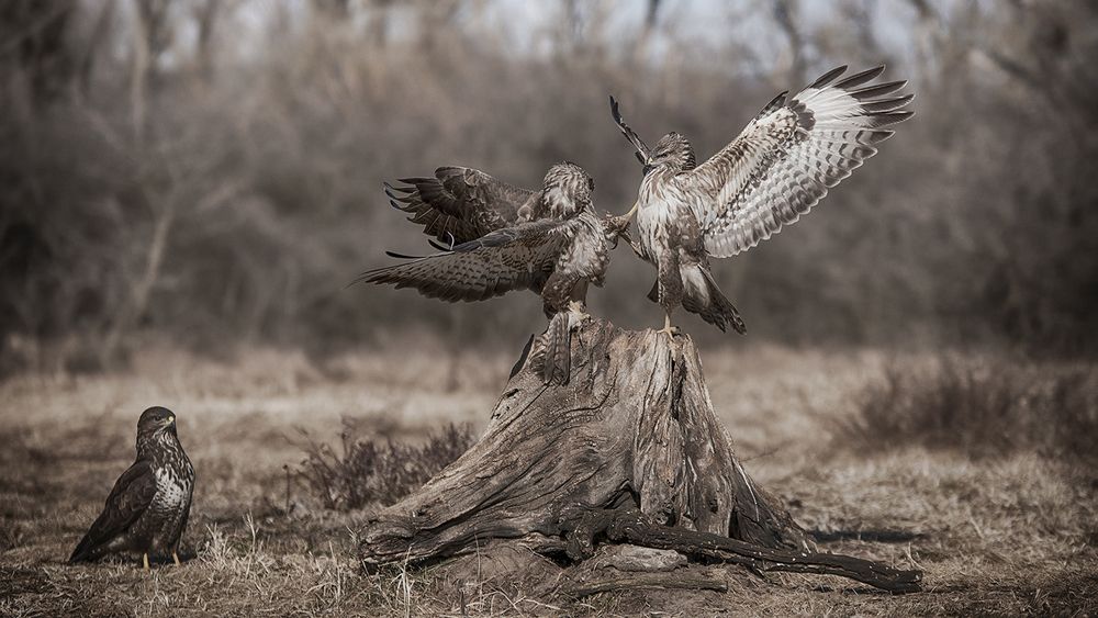 Photograph by Gyöngyi Lehoczki