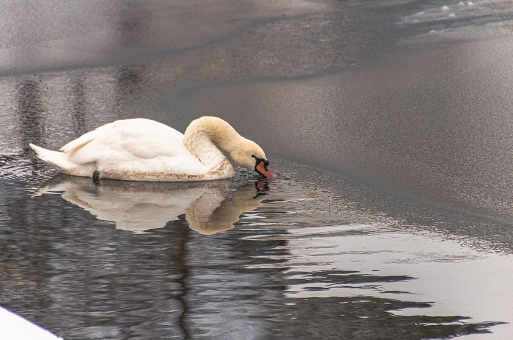Photograph by Vladimir  Komarov