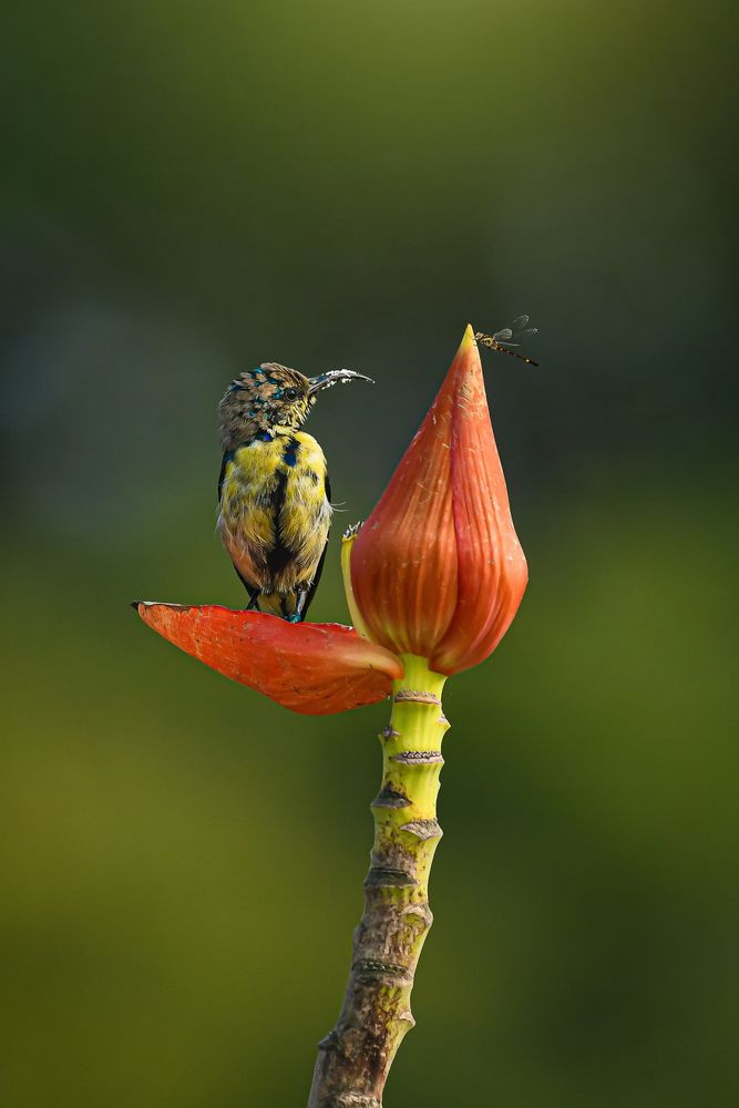 Photograph by Nilava Kundu