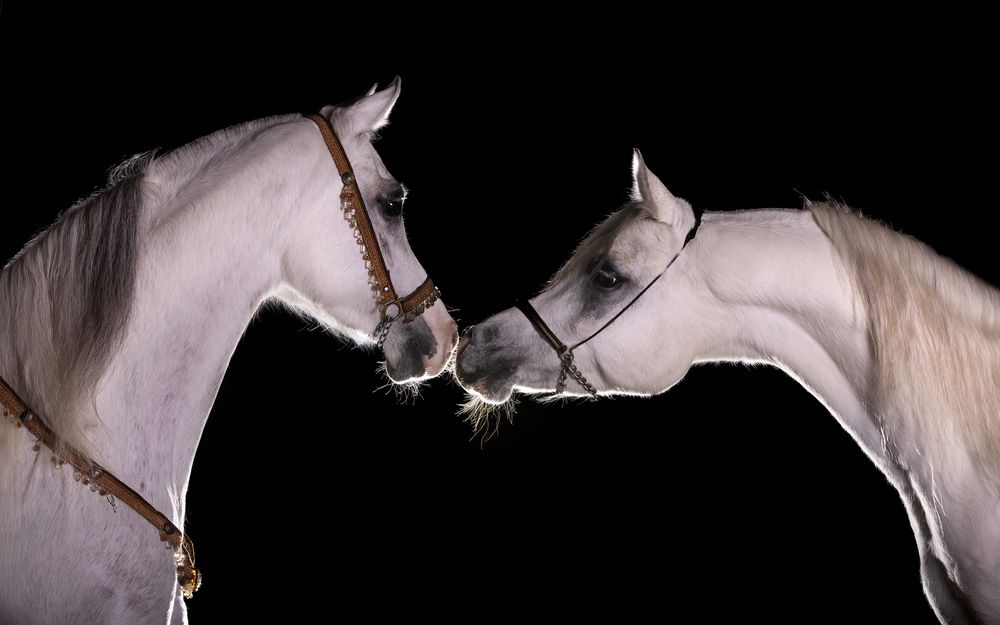 Photograph by Ariane G