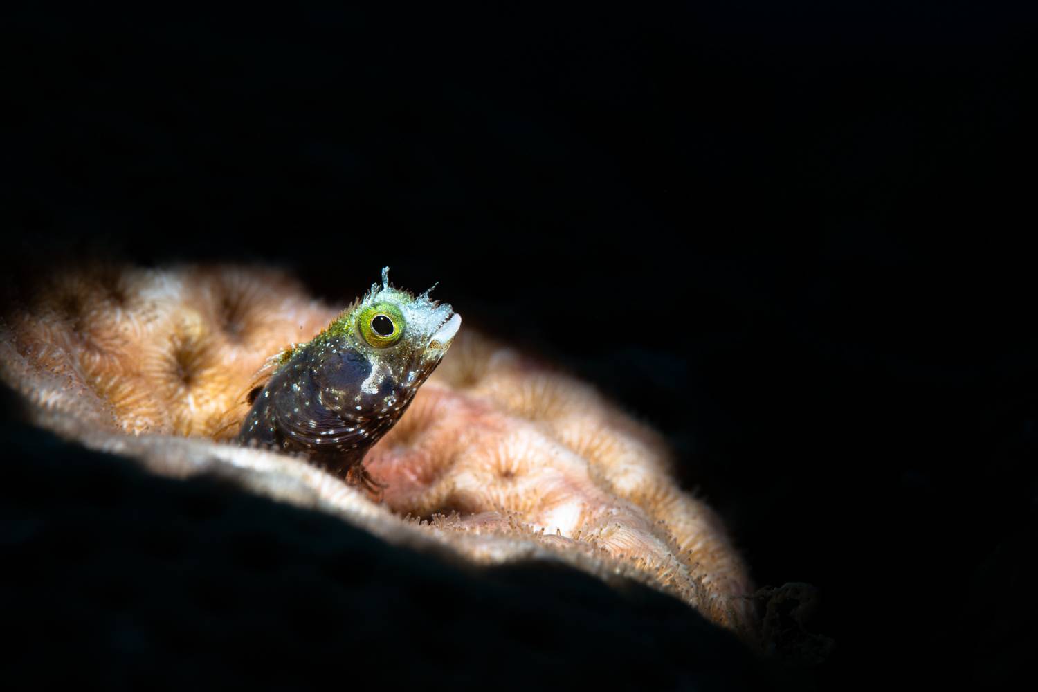 Фотография #13154645