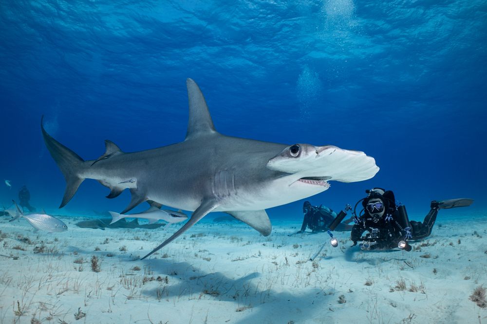 Фотография автора Fabi Fregonesi