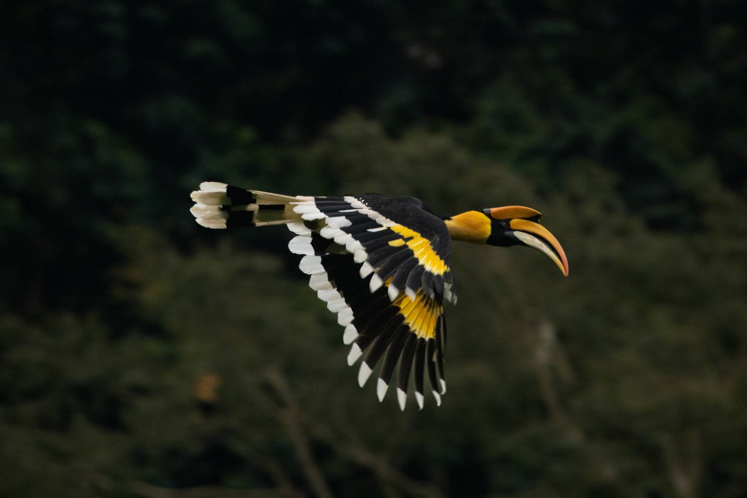 Crown of Gold, Wings of Thunder