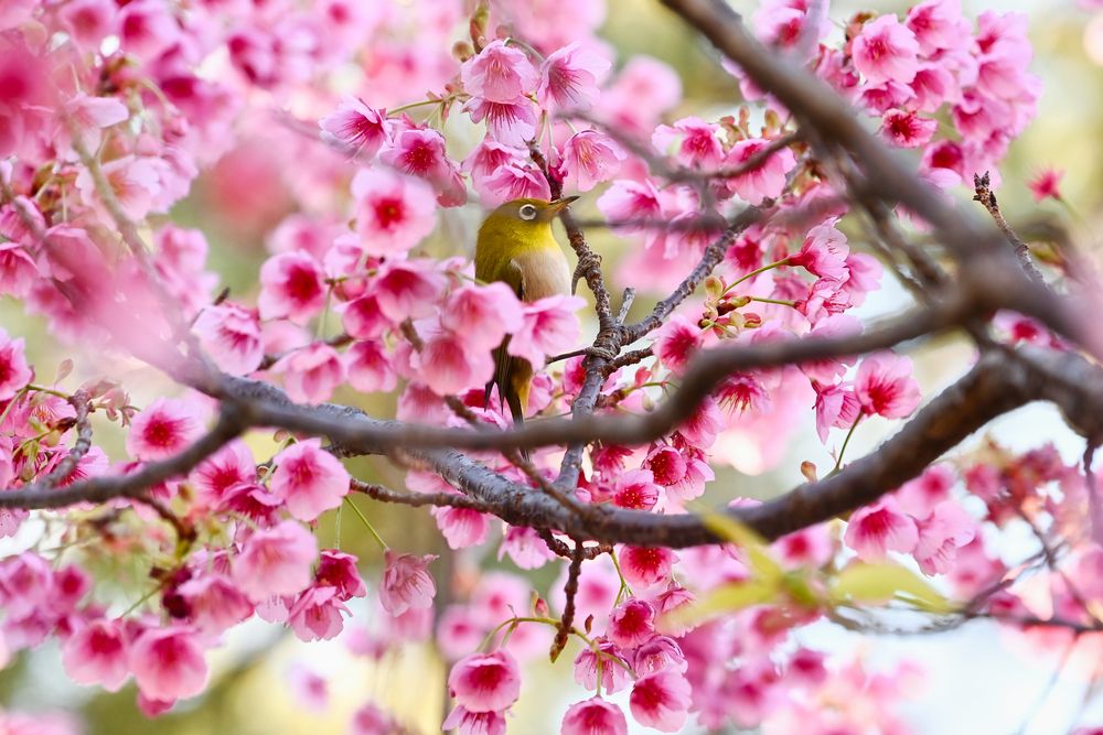 Photograph by 杉山 皓太郎