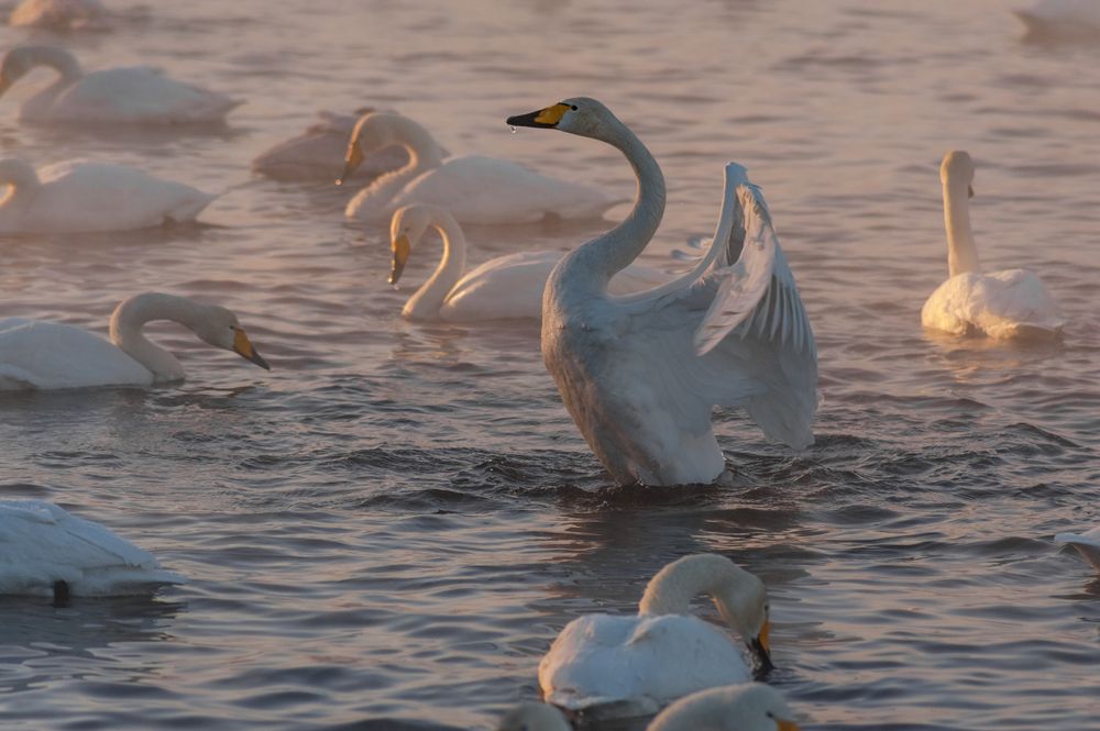 Photograph by Юрий Кухаришин