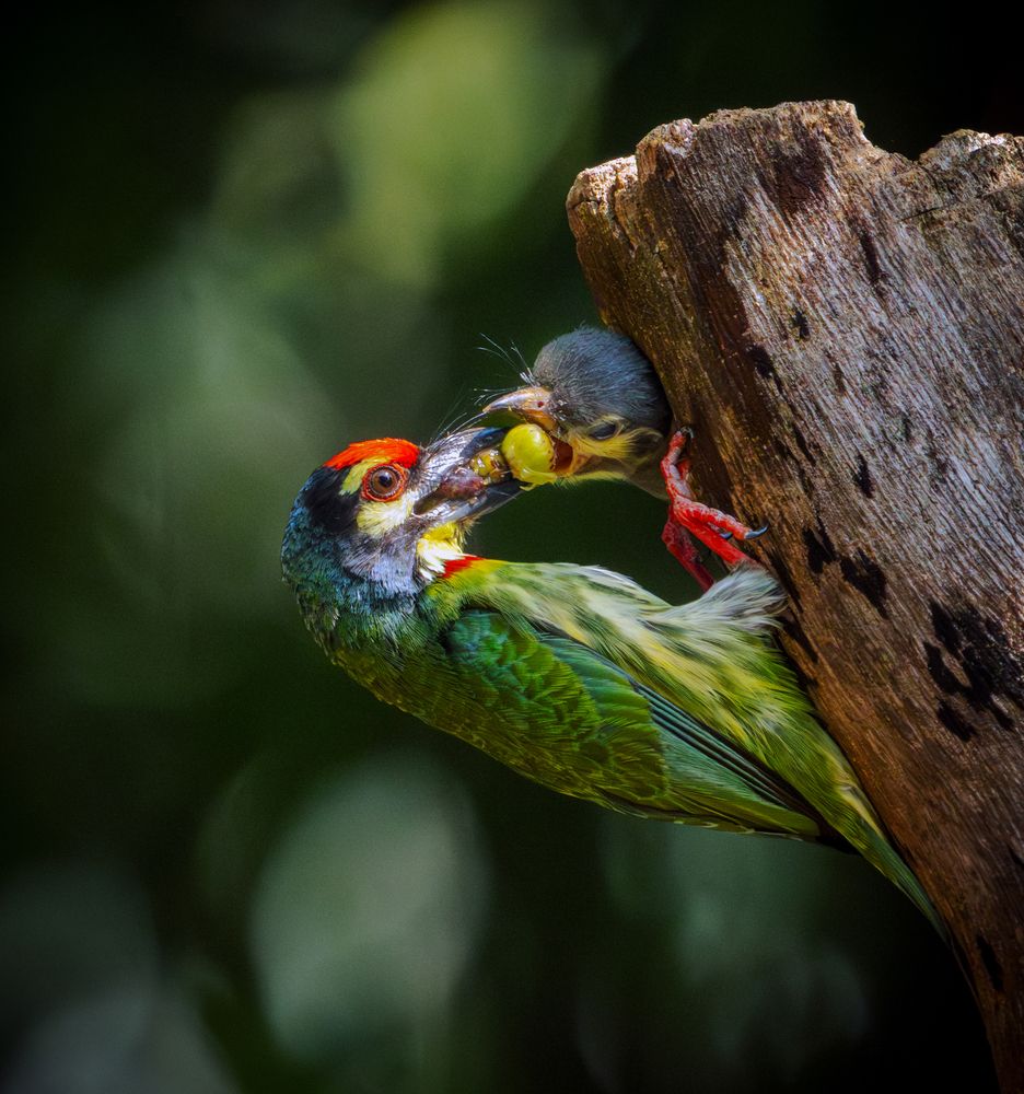 Photograph by Lê Huy Anh