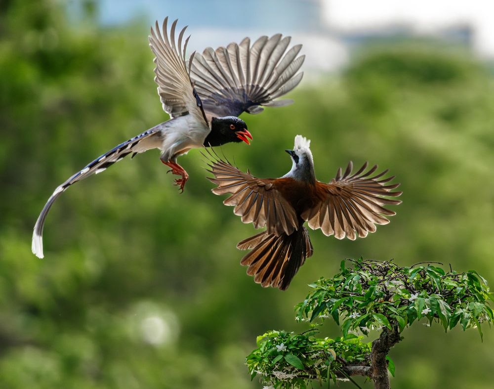 Photograph by Lê Huy Anh