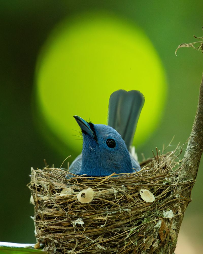 Фотография автора Anandhu M