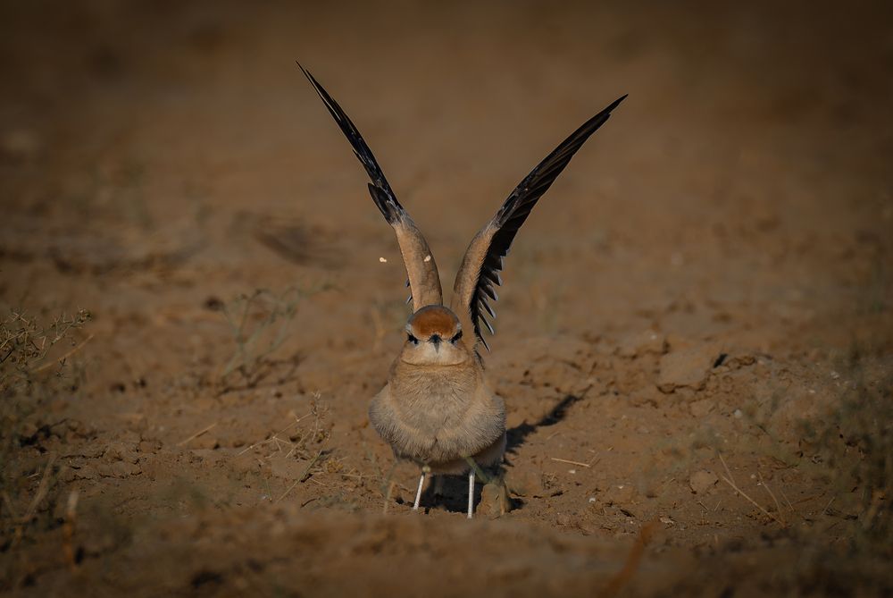 Crem coloured courser