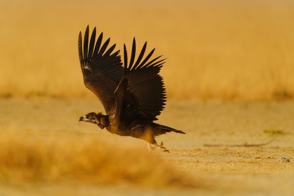 Фотография автора APS KUMAR