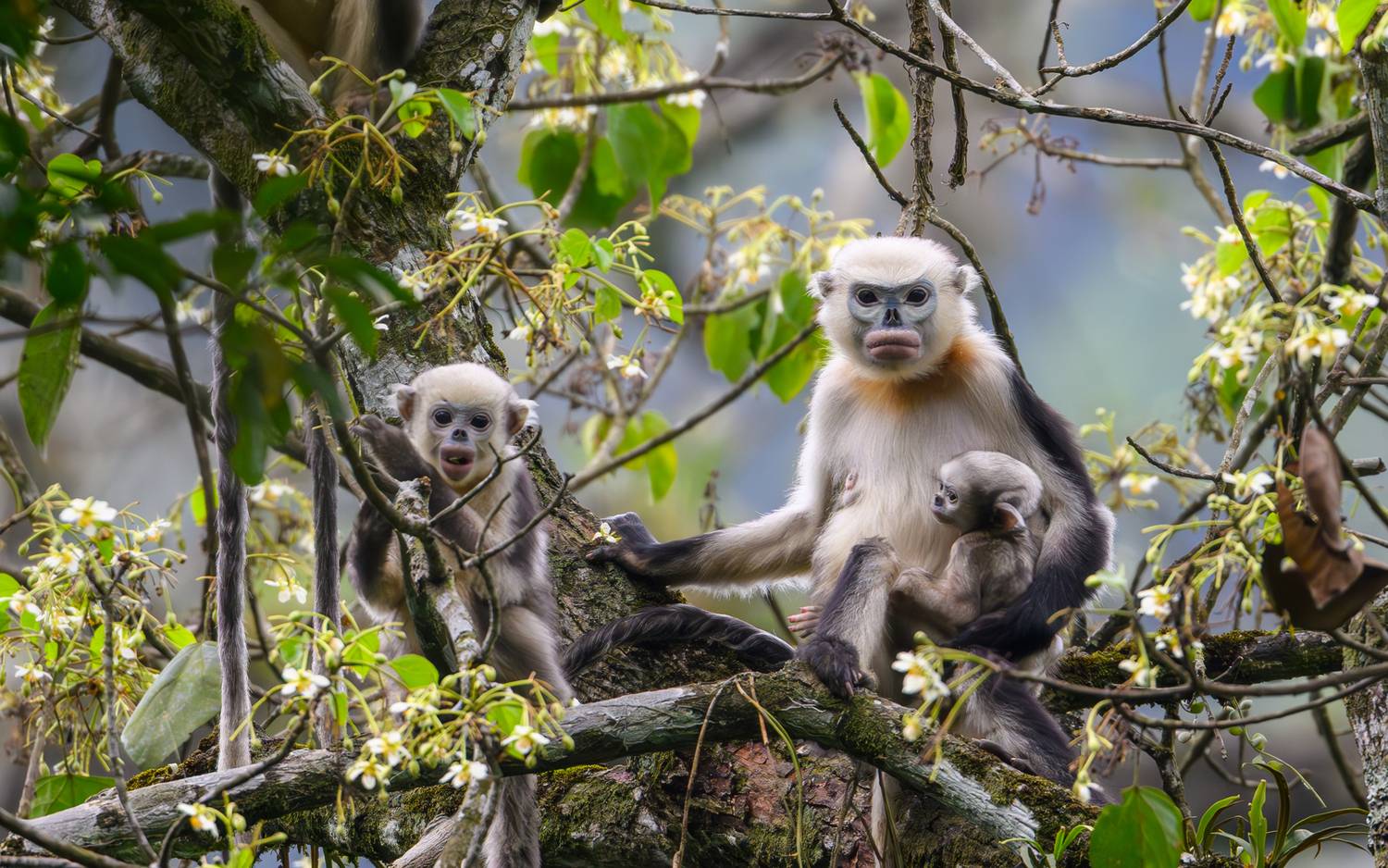 Tonkin snub-nosed monkey