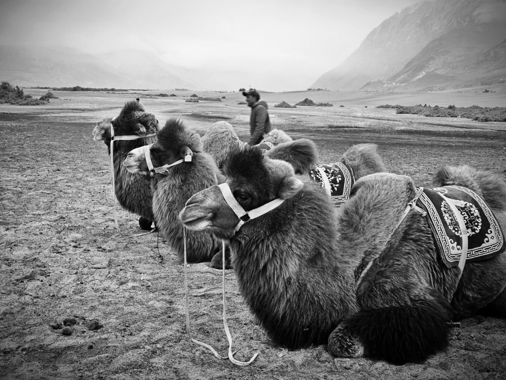 Photo #13155660