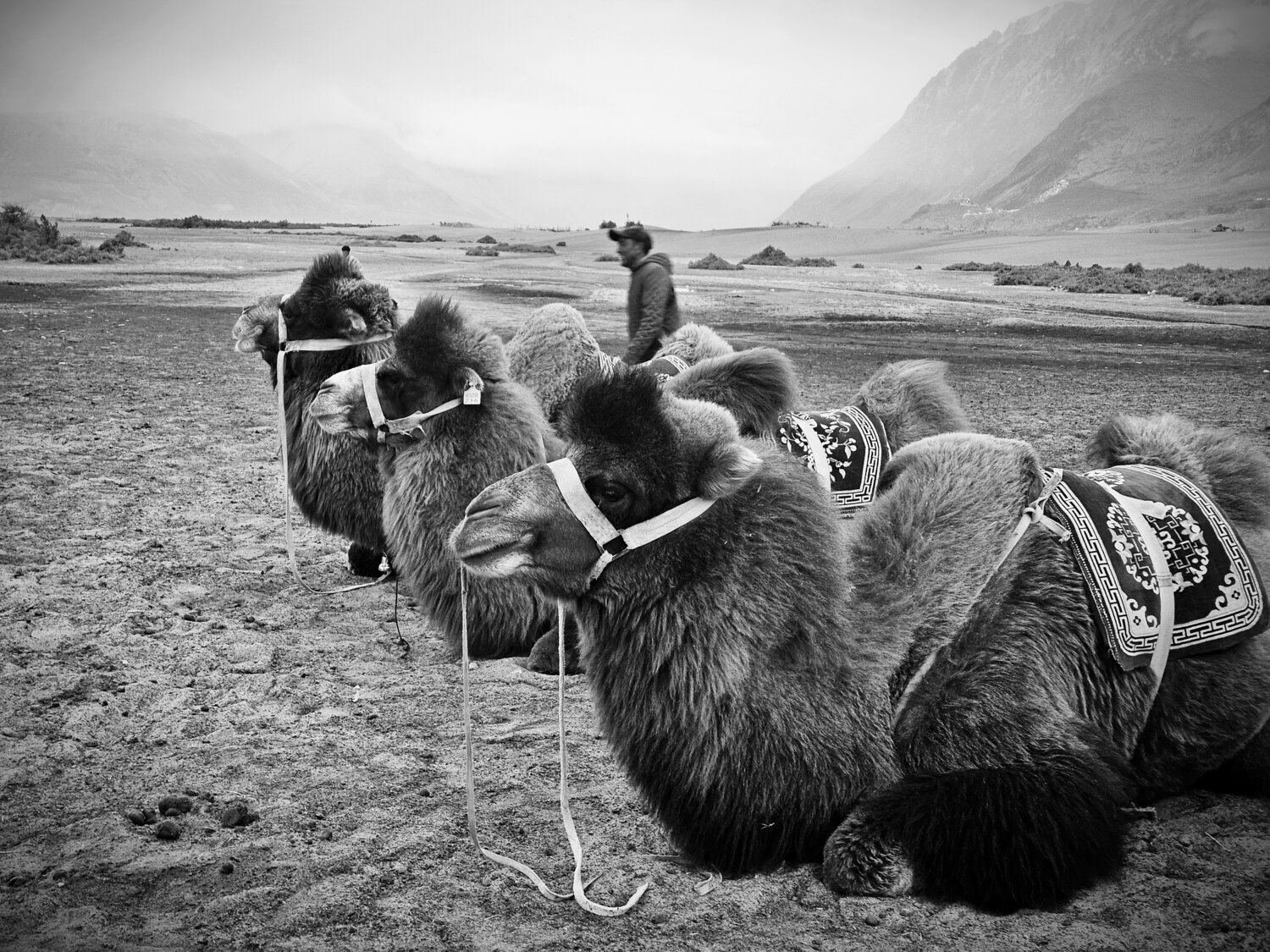 Photo #13155660