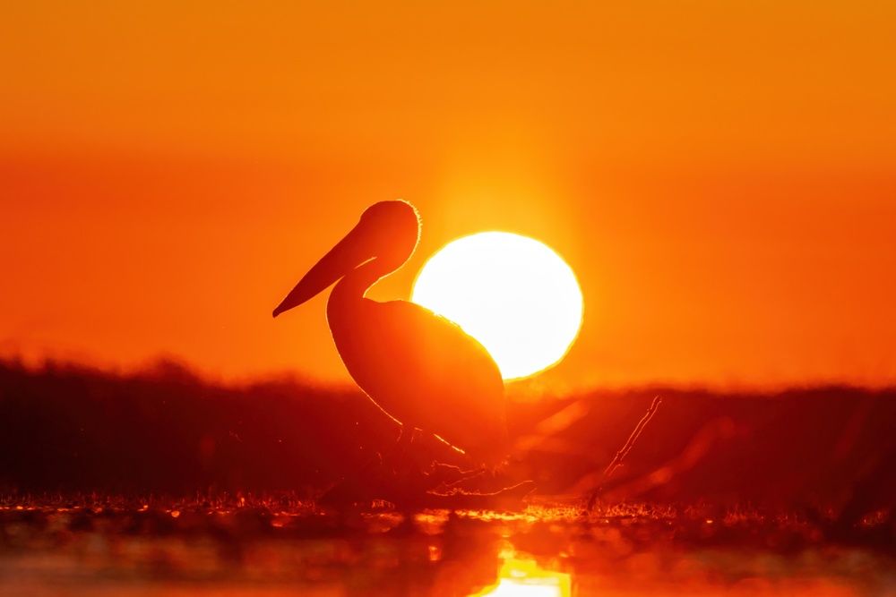 Фотография автора Adrian Grigore