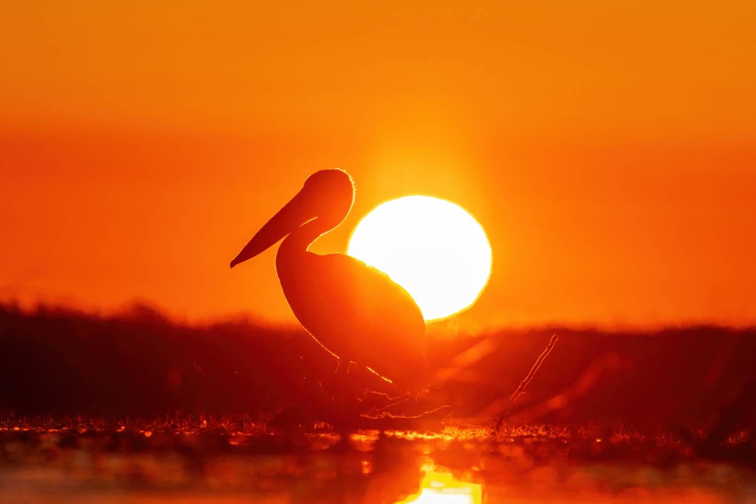 Фотография #13155687