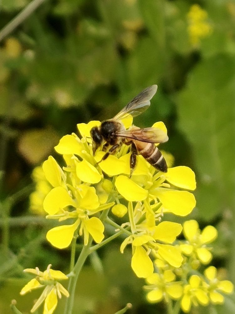 Bee on a Flower