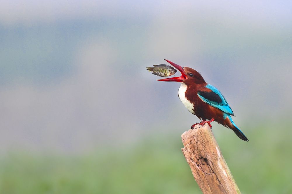 White-breasted Kingfisher Catching a Fish