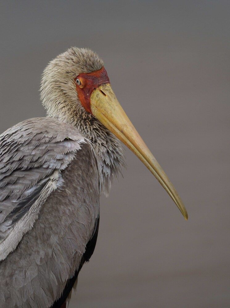 Instrument of Patience