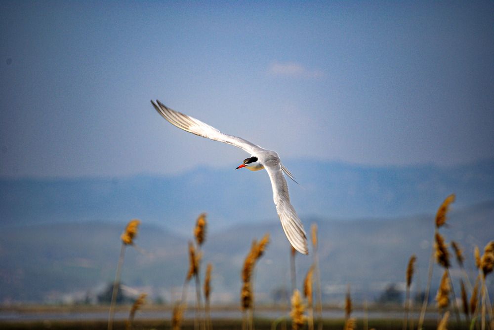 Common tern