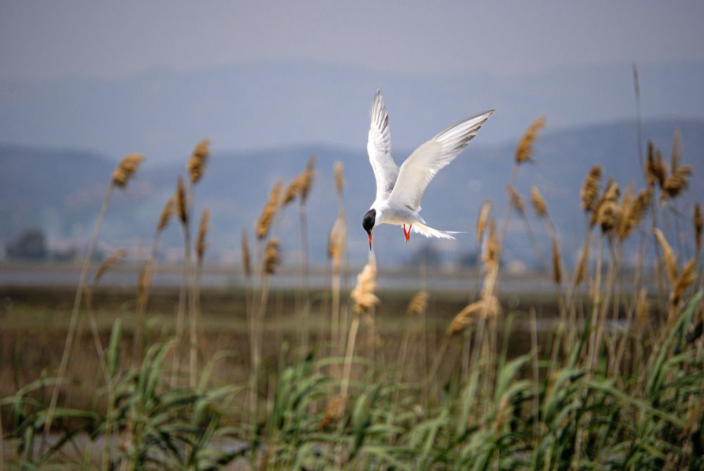 Common tern fishing