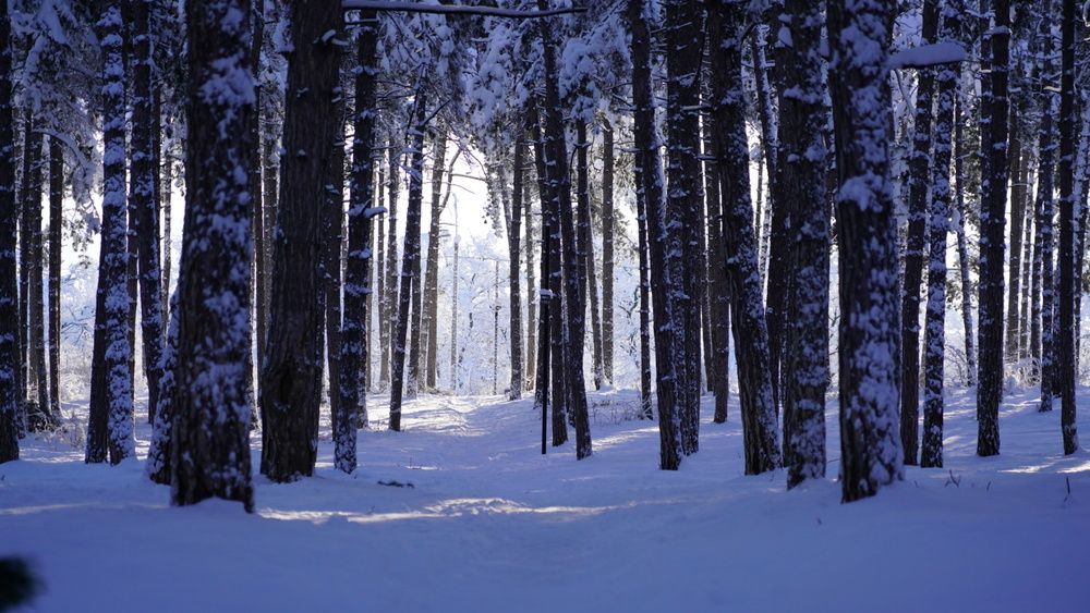 Photo #13156074