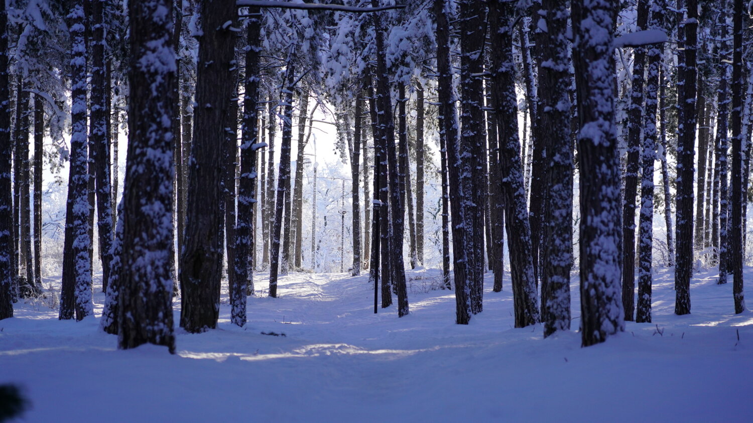 Photo #13156074