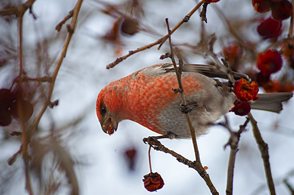 Photograph by Юрий Кухаришин