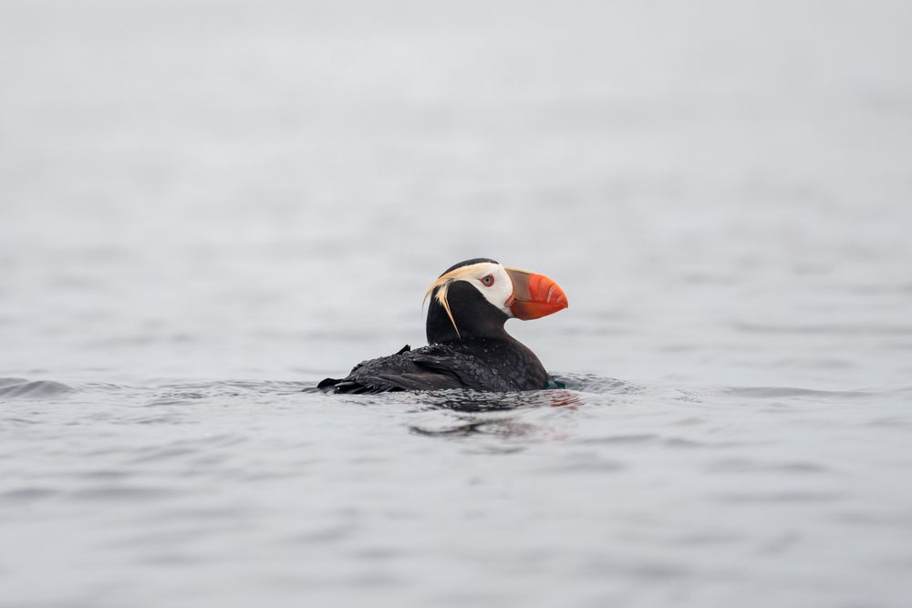 Photograph by Света Трифоненкова