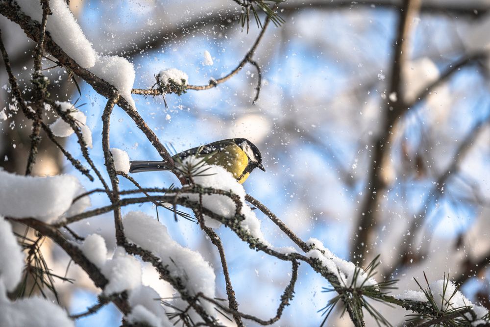 Photograph by Света Трифоненкова