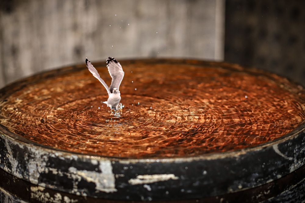 Фотография автора Михаил Лупина